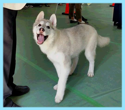シベリアンハスキー シルバー&ホワイト オス 子犬販売の専門店 AngelWan 横浜