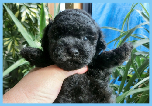 トイプードル ブラック オス 子犬販売の専門店 AngelWan 横浜