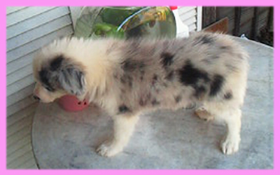 ボーダーコリー ブルーマール メス 子犬販売の専門店 AngelWan 横浜