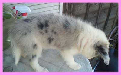 ボーダーコリー ブルーマール メス 子犬販売の専門店 AngelWan 横浜