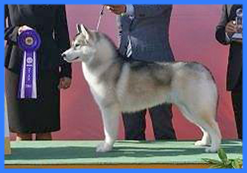 シベリアンハスキー　父犬　子犬販売の専門店　AngelWan　横浜