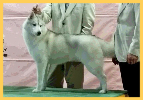 シベリアンハスキー　母犬　子犬販売の専門店　AngelWan　横浜
