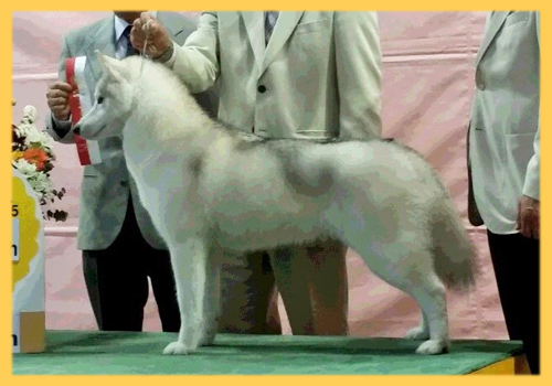 シベリアンハスキー 母犬 子犬販売の専門店 AngelWan 横浜