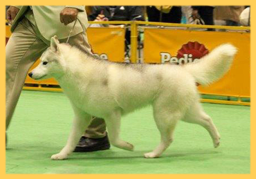 シベリアンハスキー 母犬 子犬販売の専門店 AngelWan 横浜