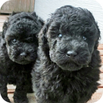トイプードル ブラック オス 子犬販売の専門店 AngelWan 横浜