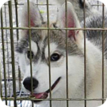 シベリアンハスキー　シルバー＆ホワイト　メス　子犬販売の専門店　AngelWan　横浜