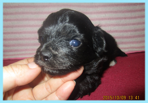 ミックス　チワプー　オス　子犬販売の専門店　AngelWan　横浜