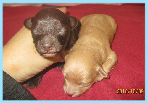 ミックス　チワプー　オス　子犬販売の専門店　AngelWan　横浜