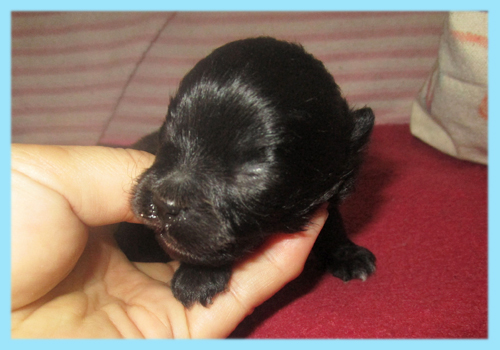 ポメラニアン ブラック オス 子犬販売の専門店 AngelWan 横浜