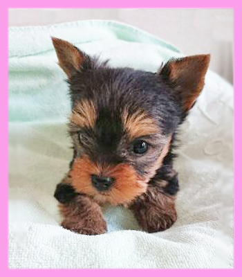 ヨークシャーテリア メス 子犬販売の専門店 AngelWan 横浜