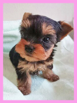 ヨークシャーテリア メス 子犬販売の専門店 AngelWan 横浜