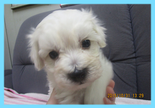 ミックス　マルプー　クリーム　オス　子犬販売の専門店　AngelWan　横浜