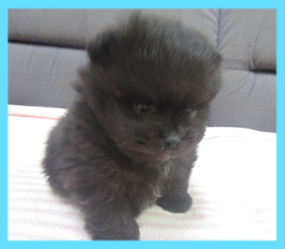 ポメラニアン ブラック オス 子犬販売の専門店 AngelWan 横浜