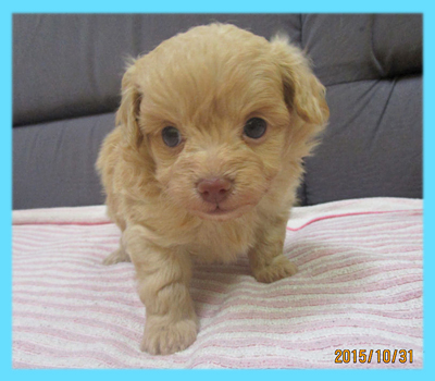 ミックス　チワプー　クリーム　オス　子犬販売の専門店　AngelWan　横浜