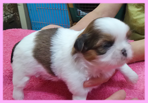 シーズー　メス　子犬販売の専門店　AngelWan　横浜