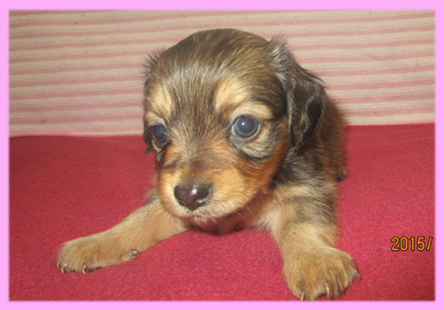 ミックス　チワックス　メス　子犬販売の専門店　AngelWan　横浜