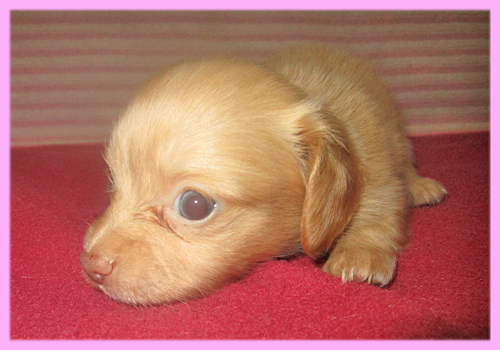 ミックス チワックス メス 子犬販売の専門店 AngelWan 横浜