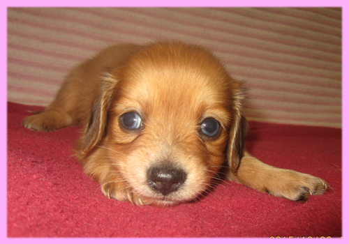 ミックス　チワックス　子犬販売の専門店　AngelWan　横浜