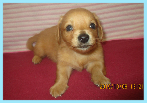 ミックス　チワックス　子犬販売の専門店　AngelWan　横浜