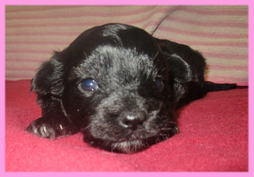 ミックス チワプー メス 子犬販売の専門店 AngelWan 横浜