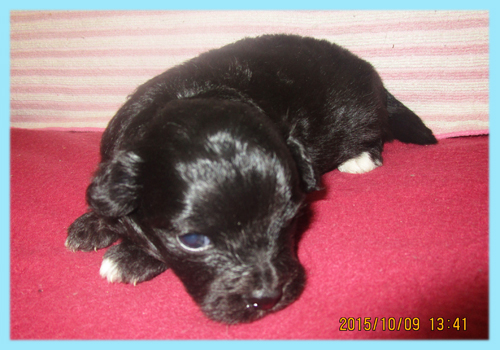 ミックス　チワプー　オス　子犬販売の専門店　AngelWan　横浜