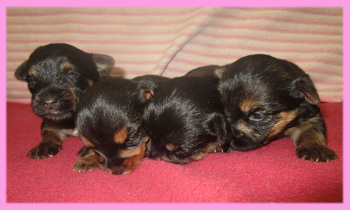 ミックス　チワワｘヨーキー　メス　子犬販売の専門店　AngelWan　横浜