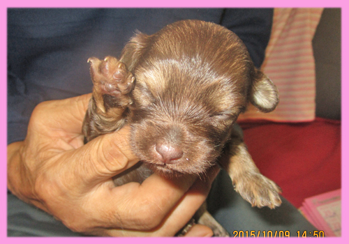 ミックス　チワプー　チョコレート＆タン　子犬販売の専門店　AngelWan　横浜