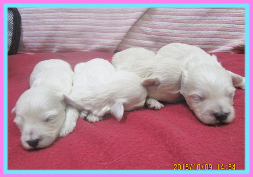 ミックス　マルプー　クリーム　子犬販売の専門店　AngelWan　横浜