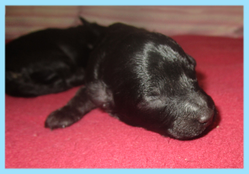 トイプードル　ブラック　オス　子犬販売の専門店　AngelWan　横浜