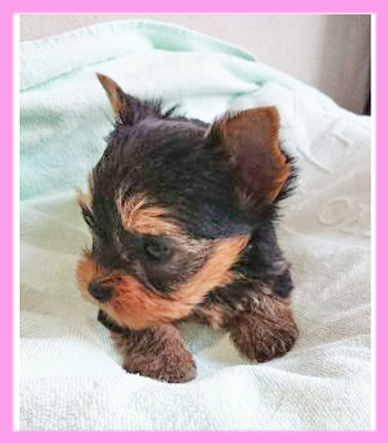 ヨークシャーテリア メス 子犬販売の専門店 AngelWan 横浜