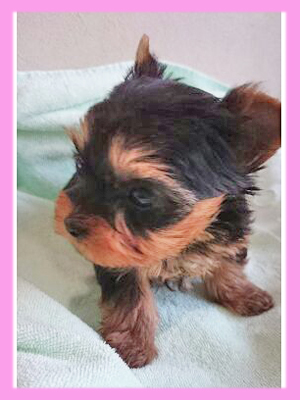 ヨークシャーテリア メス 子犬販売の専門店 AngelWan 横浜