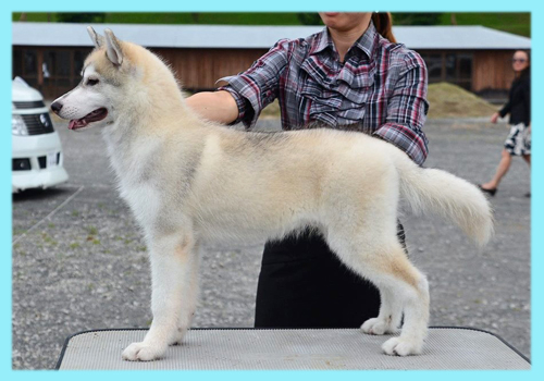 シベリアンハスキー シルバー&ホワイト オス 子犬販売の専門店 AngelWan 横浜