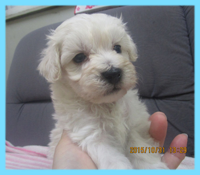 ミックス　マルプー　クリーム　オス　子犬販売の専門店　AngelWan　横浜