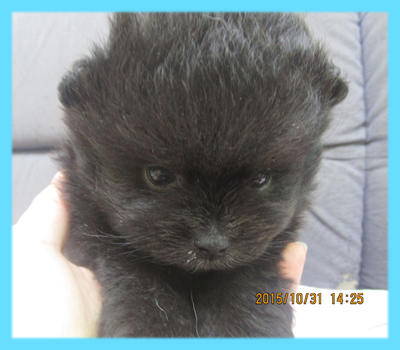 ポメラニアン ブラック オス 子犬販売の専門店 AngelWan 横浜