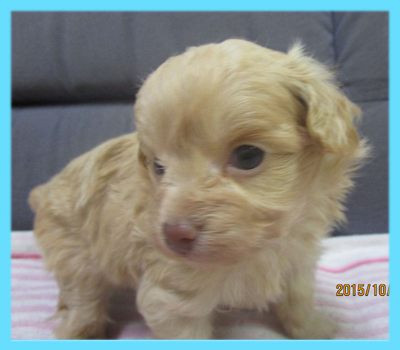 ミックス　チワプー　クリーム　オス　子犬販売の専門店　AngelWan　横浜