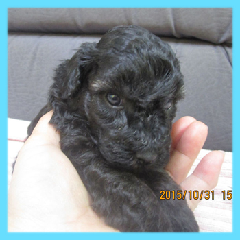 トイプードル　ブラック　オス　子犬販売の専門店　AngelWan　横浜