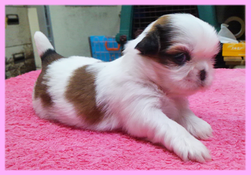 シーズー　メス　子犬販売の専門店　AngelWan　横浜