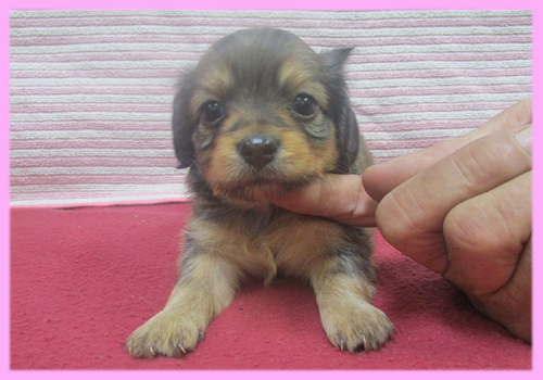 ミックス　チワックス　メス　子犬販売の専門店　AngelWan　横浜