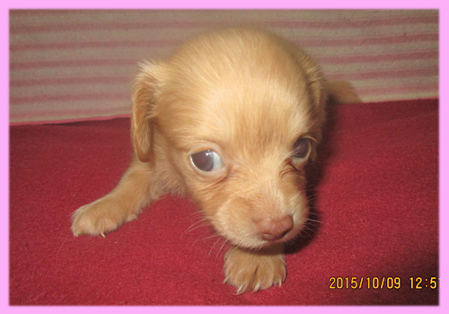 ミックス チワックス メス 子犬販売の専門店 AngelWan 横浜