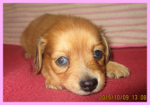 ミックス　チワックス　子犬販売の専門店　AngelWan　横浜