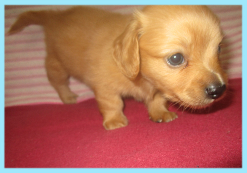 ミックス　チワックス　子犬販売の専門店　AngelWan　横浜