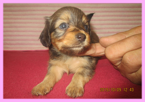 ミックス　チワックス　メス　子犬販売の専門店　AngelWan　横浜