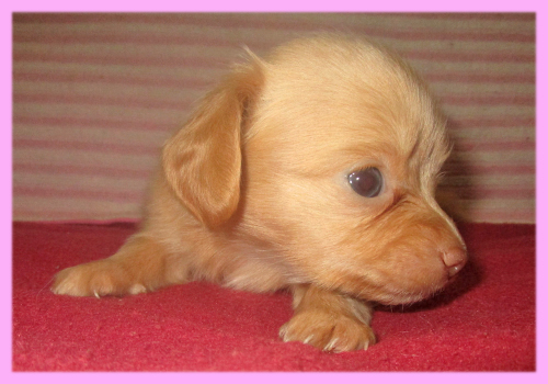 ミックス チワックス メス 子犬販売の専門店 AngelWan 横浜