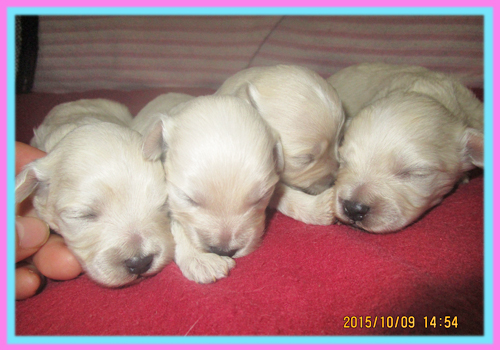 ミックス　マルプー　クリーム　子犬販売の専門店　AngelWan　横浜