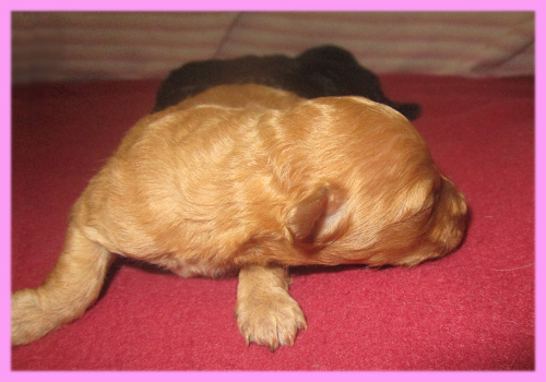 トイプードル アプリコット メス 子犬販売の専門店 AngelWan 横浜