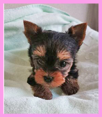 ヨークシャーテリア メス 子犬販売の専門店 AngelWan 横浜