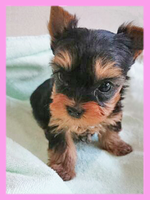 ヨークシャーテリア メス 子犬販売の専門店 AngelWan 横浜