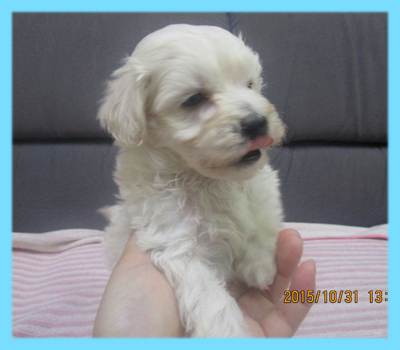 ミックス　マルプー　クリーム　オス　子犬販売の専門店　AngelWan　横浜