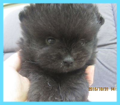 ポメラニアン ブラック オス 子犬販売の専門店 AngelWan 横浜