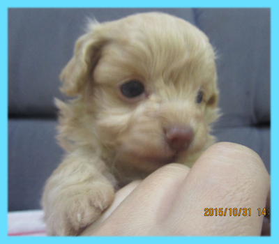 ミックス　チワプー　クリーム　オス　子犬販売の専門店　AngelWan　横浜